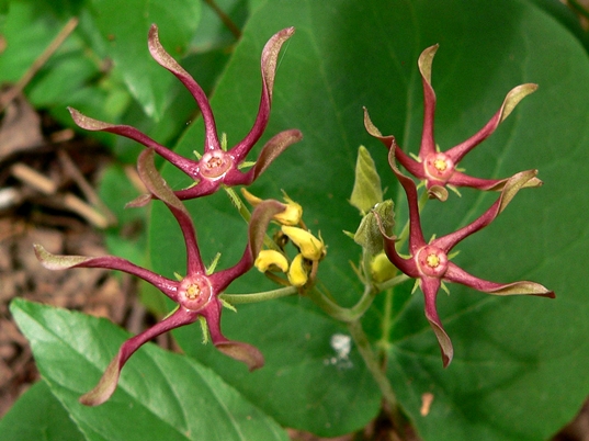 {Matelea obliqua}